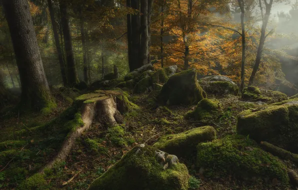 Картинка осень, лес, деревья, природа, туман, камни, мох, пень