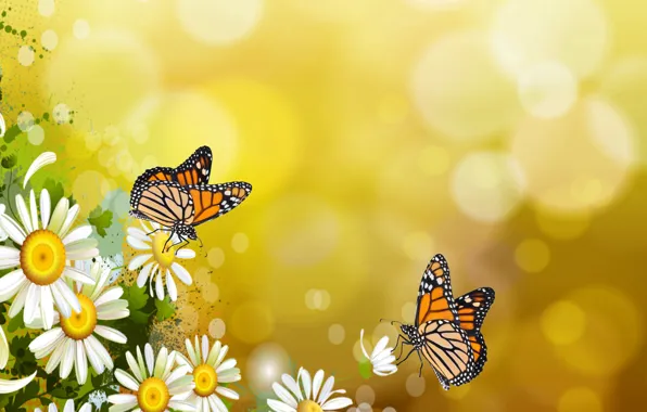 Бабочки, настроение, бабочка, ромашки, обои на рабочий стол