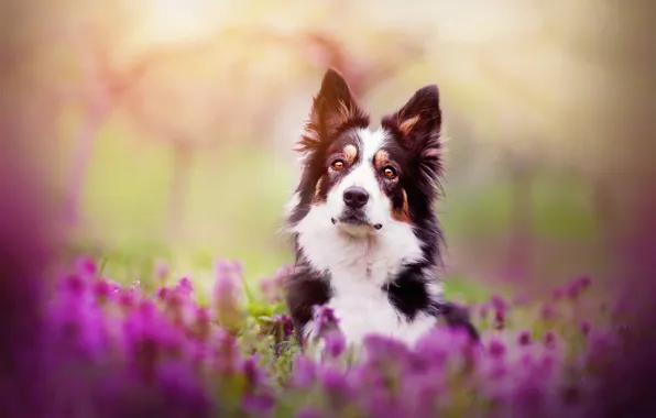 Картинка цветы, собака, весна, Spring mood