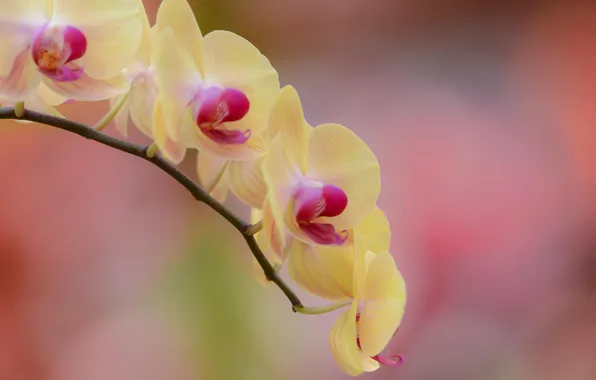 Картинка цветок, желтый, ветка, орхидея, фалинопсис
