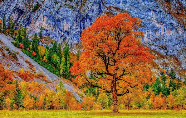 Картинка трава, деревья, листва, гора, Осень