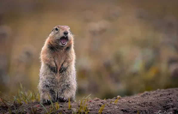 Rodent, prairie dog, Cynomys parvidens
