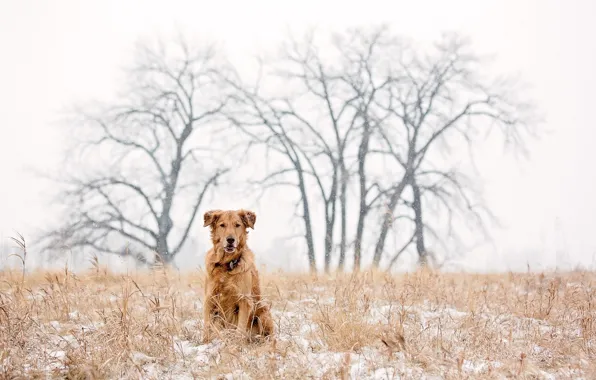 Картинка dog, winter, snow, golden retriever