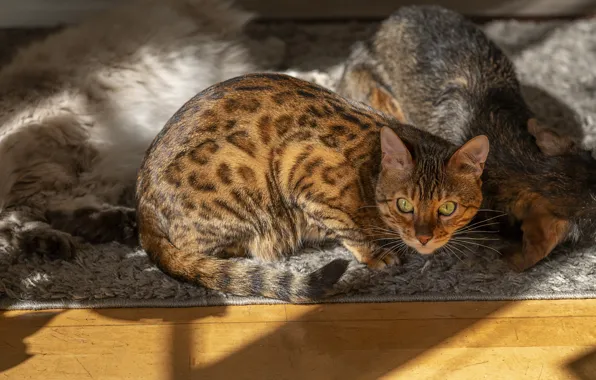 Кошка, кот, взгляд, свет, кошки, бенгальская