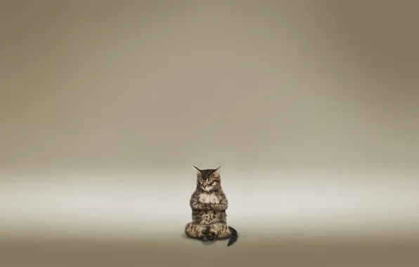 Картинка кот, медитация, коричневый