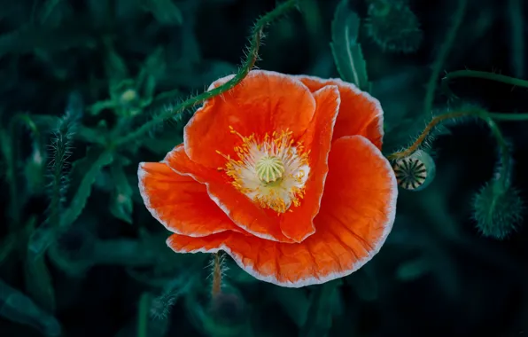 Картинка цветок, оранжевый, мак, красные лепестки