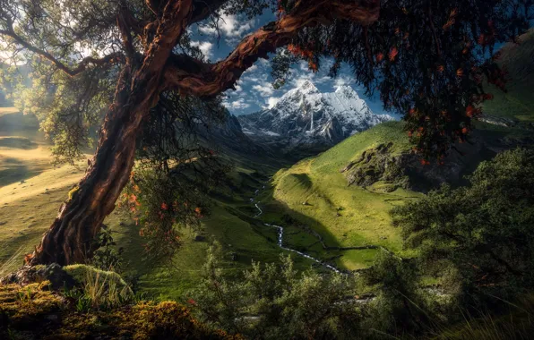 Картинка лето, деревья, пейзаж, горы, природа, холмы, долина, луга