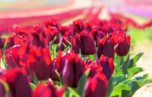 Картинка поле, листья, свет, цветы, красный, яркие, весна, тюльпаны