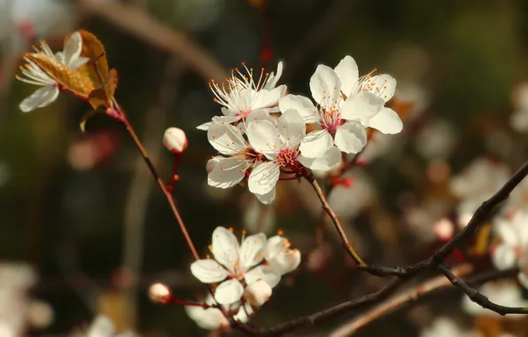 Flower, spring, twig