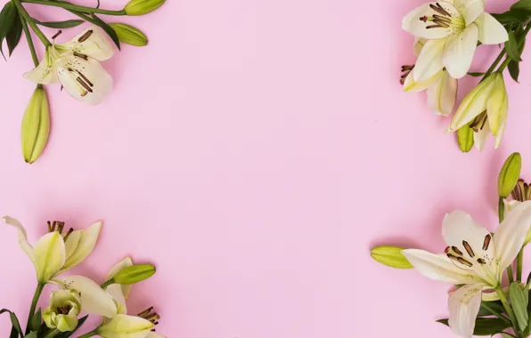 Картинка цветы, лилии, весна, розовые, fresh, pink, flowers, spring