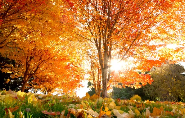 Осень, листья, деревья, красивые, Autumn, кленовые