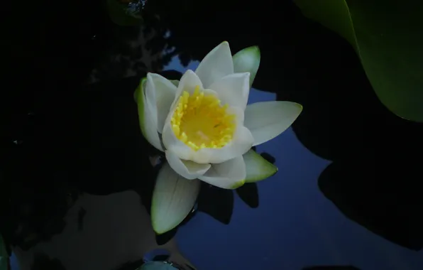 Flower, water, lily, waterlily