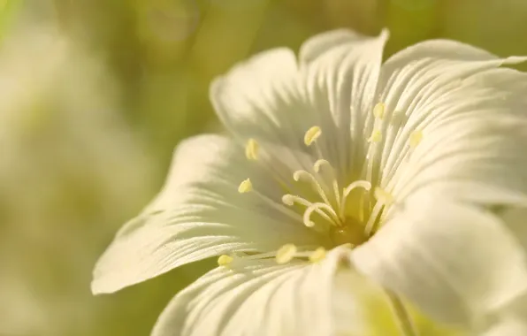 White, flower, blooming