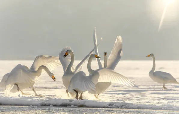 Картинка зима, снег, птицы, лёд, танец, лебеди, балет, Лебединое озеро