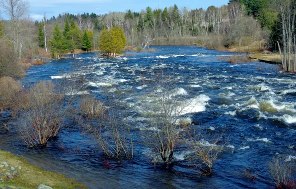 Картинка осень, лес, небо, деревья, река