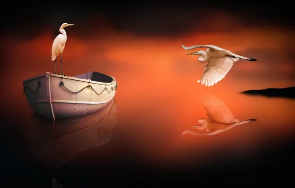 Птицы, отражение, лодка