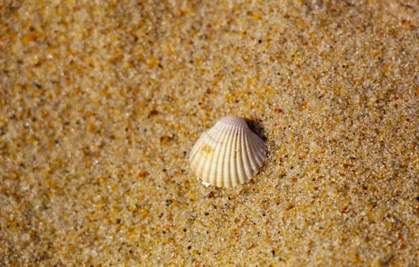 Beach, sand, shell