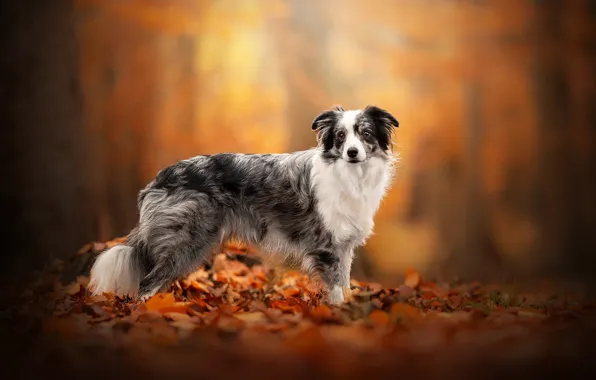 Картинка осень, лес, листья, природа, парк, фон, листва, собака
