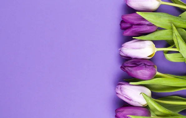 Картинка цветы, фиолетовые, тюльпаны, flowers, beautiful, tulips, spring, purple