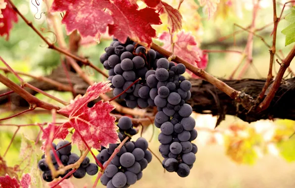 Картинка осень, листья, ягоды, урожай, плоды, виноград, лоза, грозь