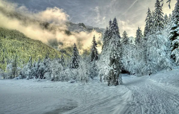Зима, лес, облака, снег, деревья, горы, природа, туман