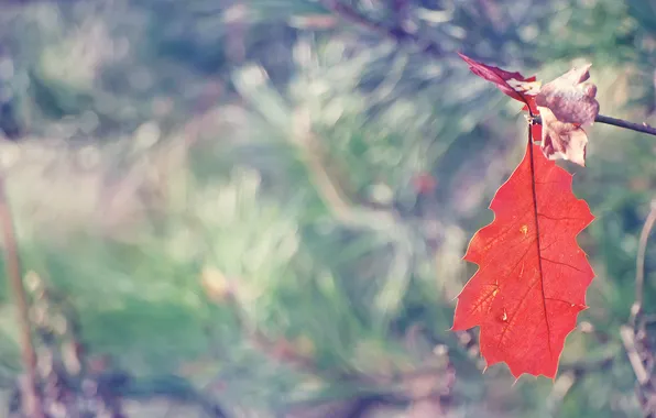 Картинка осень, красный, лист, фокус, размытость