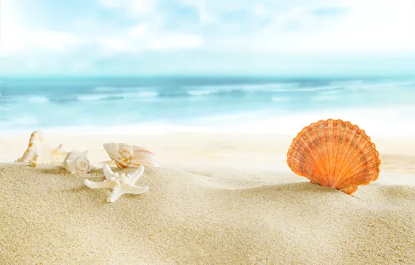 Картинка beach, sea, sun, sand, seashells