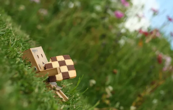 Картинка трава, печенье, danbo, коробочка