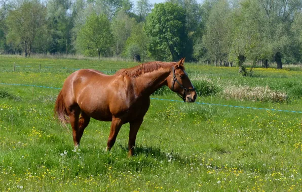Луг, коричневая, дошадь