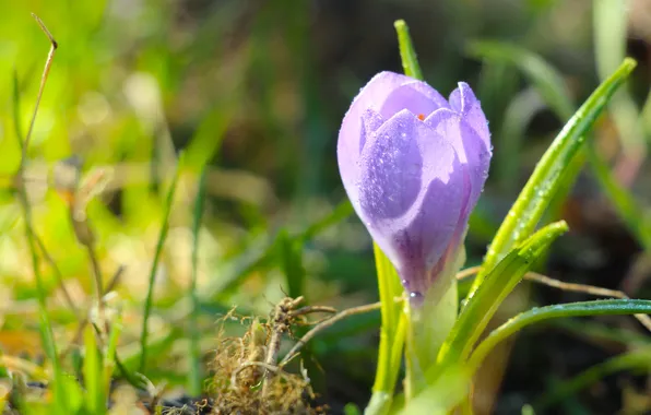 Flower, spring, crocus