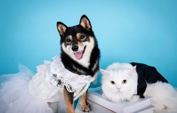 Кошка, белый, кот, взгляд, поза, одежда, книги, собака