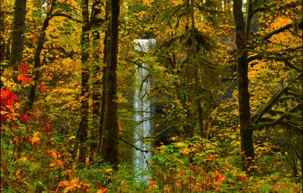 Картинка осень, лес, листья, деревья, водопад.