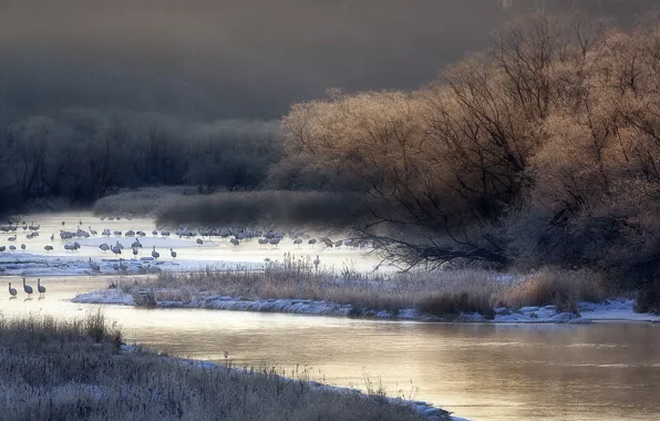 Картинка птицы, природа, туман, река