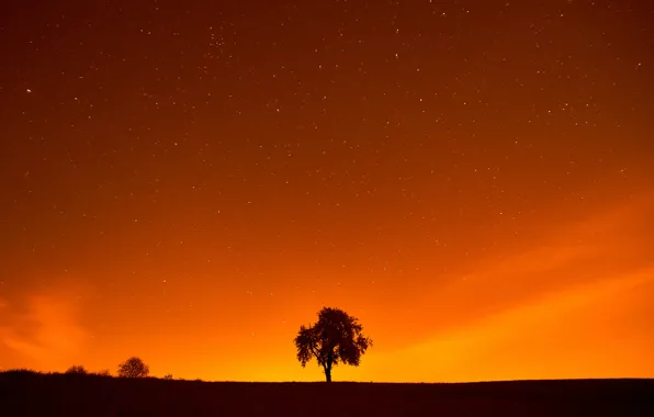 Stars, Landscape, Tree, Night, Field, Sunlight, Sun Goes Down, Wolfgang Hasselmann