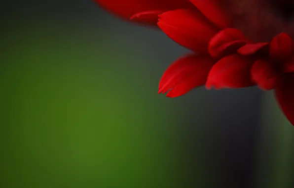 Картинка цветок, красный, фон, лепестки