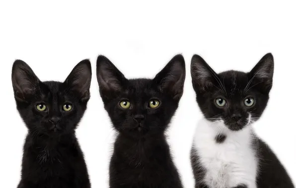 Усы, черный, коты, котята, смотрят, cats