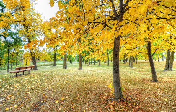 Картинка осень, трава, листья, деревья, парк, скамья