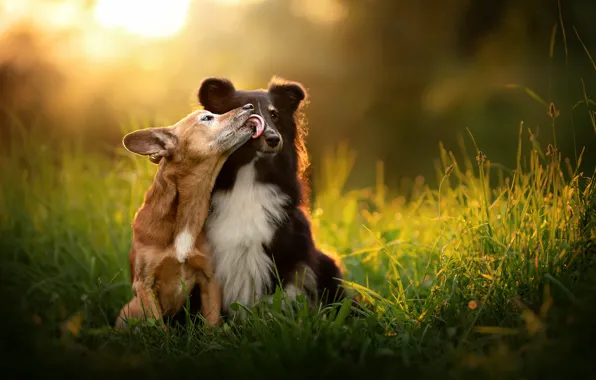 Трава, настроение, поцелуй, парочка, две собаки