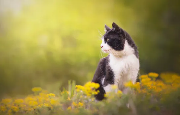 Картинка кошка, кот, цветы, фон, профиль, котейка
