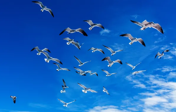Картинка свобода, облака, полет, птицы, синева, чайки, Небо, крылья