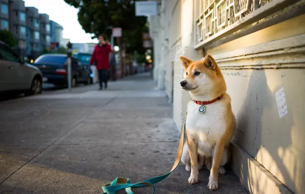 Картинка друг, улица, собака