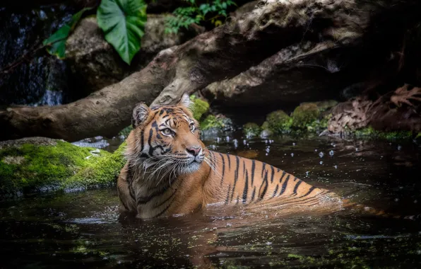 Картинка вода, тигр, купание