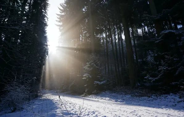 Зима, дорога, лес, утро