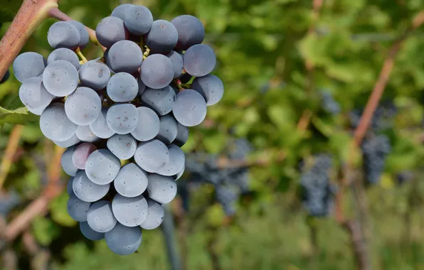 Виноград, гроздь, виноградник
