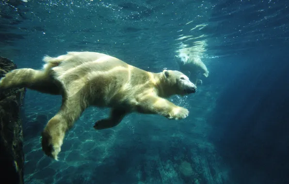 Картинка белый медведь, под водой, плавание