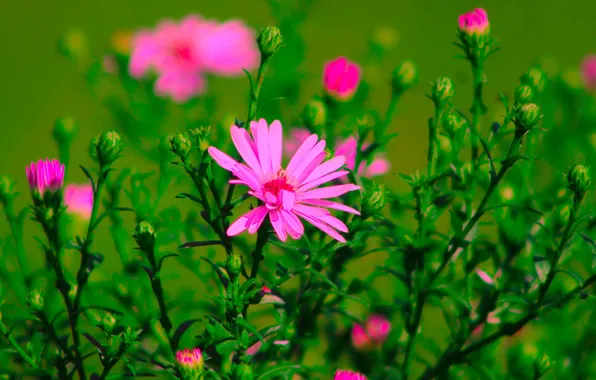 Flower, autumn, blooming, aster