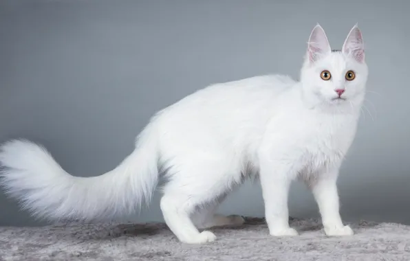 Кошка, кот, взгляд, фон, киса, белая кошка