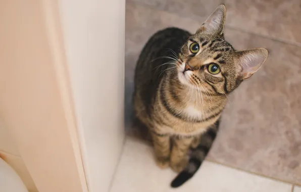 Картинка кошка, кот, взгляд, серый, фон, пол, сидит, полосатый