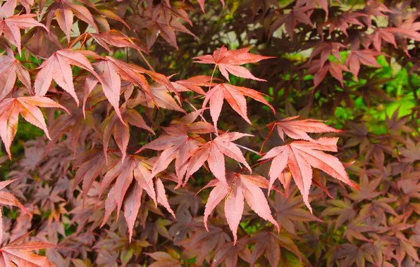 Red, leafs, twigs