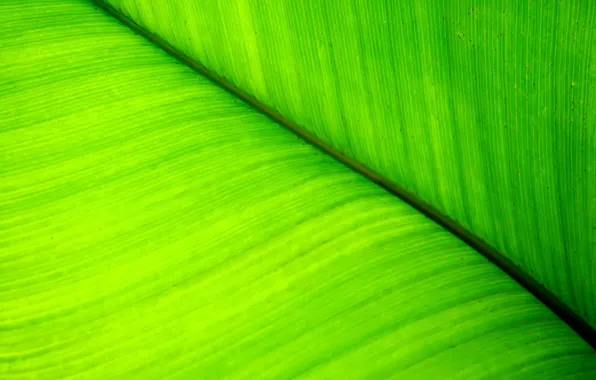 Зелень, линии, лист, Растение